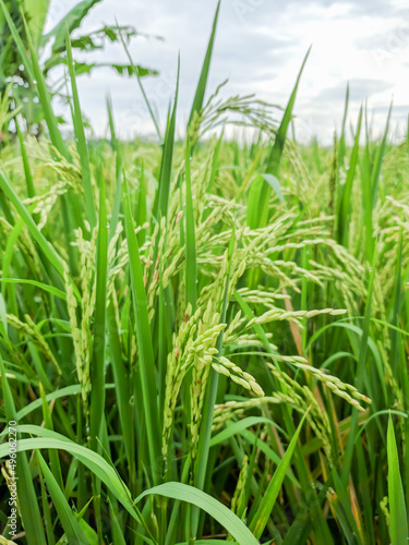 paddy rice in Indonesia. Mature harvest of golden rice. Natural source of carbohydrate. Organic rice farm in Asian. Organic food. Agriculture background.