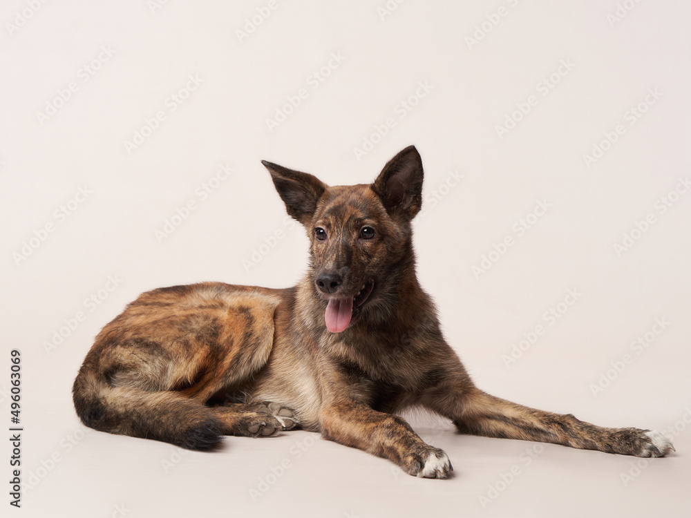 dog mix on a on a beige background. Funny pet in the studio