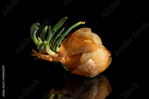 cebula, jedzenie, roślina, bulwa, cebula na czarnym tle © Konrad