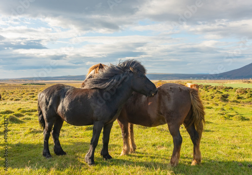 Couple of Icelandic Horses