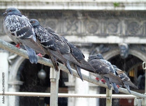 venezia piazza san marco piccioni sotto la pioggia