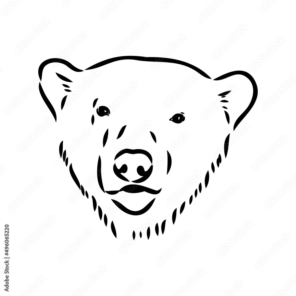 Obraz premium Polar bear illustration, drawing, engraving, ink, line art, vector