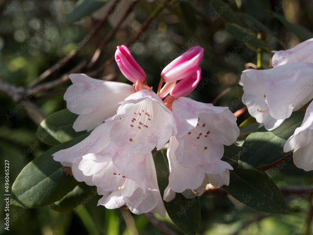 Rhododendron 'Jacksonii' à floraison printanière, boutons rose tendre, grappes de fleurs rose tendre à blanc rosé, rayée de rose et dessin jaune-brun, feuillage vert clair Rhododendron 'Jacksonii' à floraison printanière, boutons rose tendre, grappes de fleurs rose tendre à blanc rosé, rayée de rose et dessin jaune-brun, feuillage vert clair