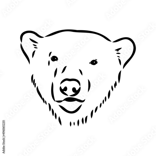Polar bear illustration  drawing  engraving  ink  line art  vector