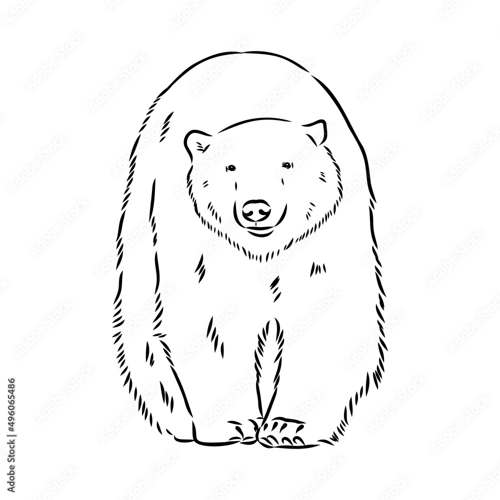 Polar bear illustration, drawing, engraving, ink, line art, vector Polar bear illustration, drawing, engraving, ink, line art, vector