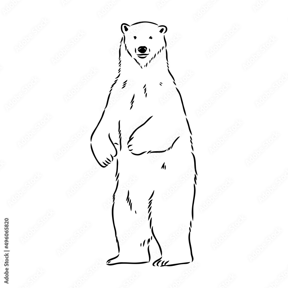 Polar bear illustration, drawing, engraving, ink, line art, vector Polar bear illustration, drawing, engraving, ink, line art, vector