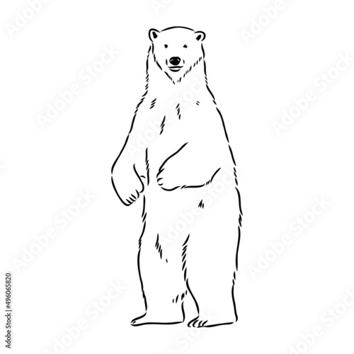 Polar bear illustration, drawing, engraving, ink, line art, vector