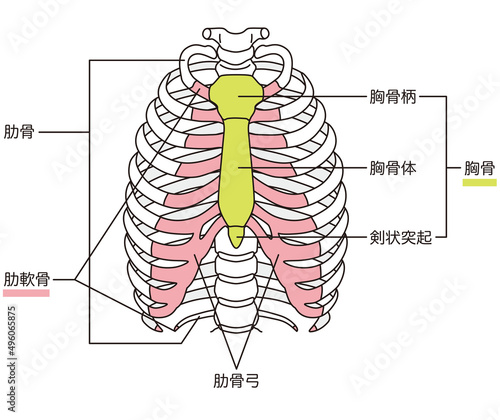 肋骨　胸骨　骨格図