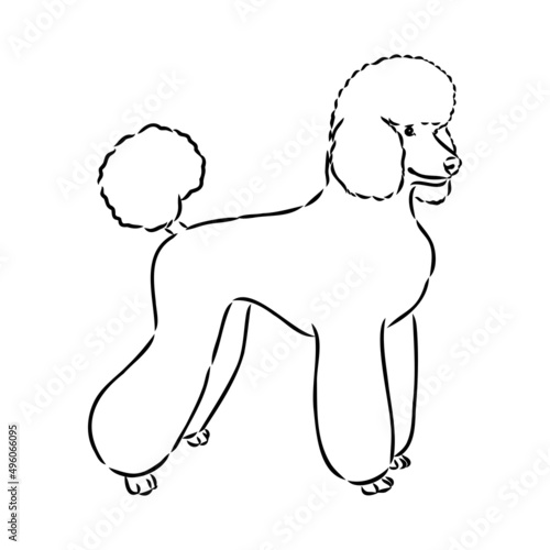 Sketch of poodle. Dog breed. Black outline on transparent background