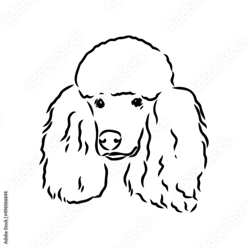 Sketch of poodle. Dog breed. Black outline on transparent background