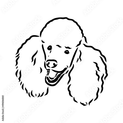 Sketch of poodle. Dog breed. Black outline on transparent background