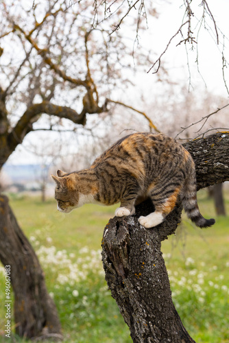 Vertical image of a cat climbing a little higher up the tree, to have a better view for hunting, taking an attack position against her prey, on a cloudy day.