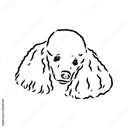 Sketch of poodle. Dog breed. Black outline on transparent background