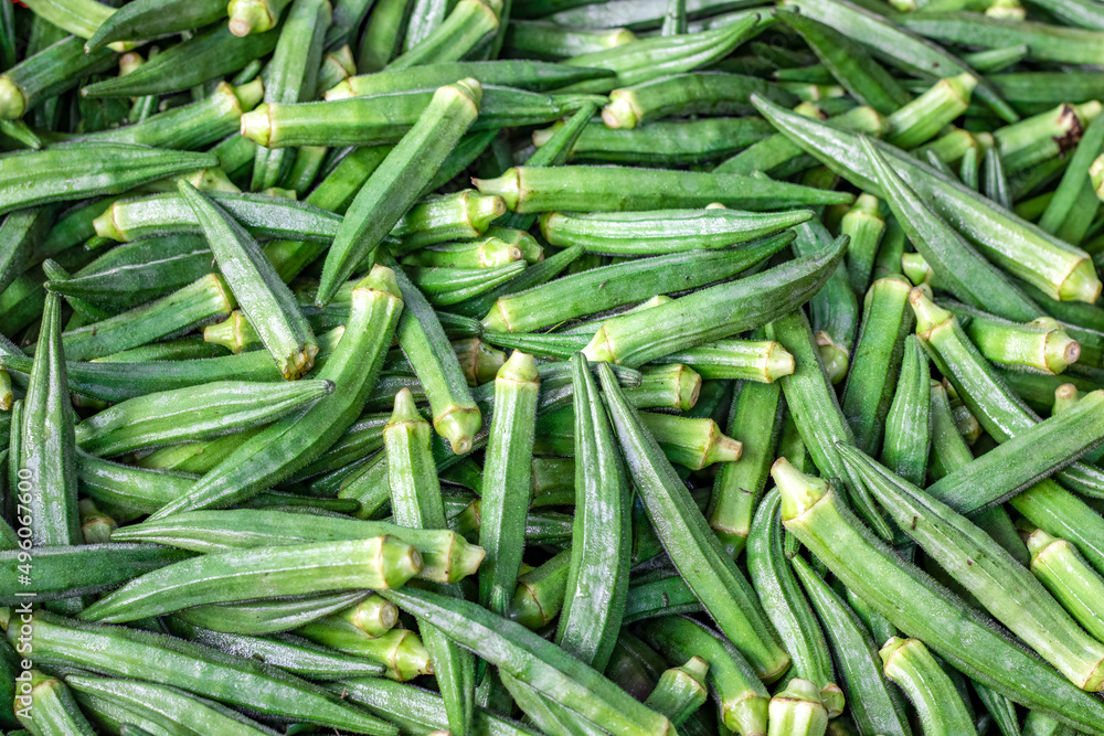 Close up top view of a pile of harvested green okra or ladyfinger vegetable Close up top view of a pile of harvested green okra or ladyfinger vegetable