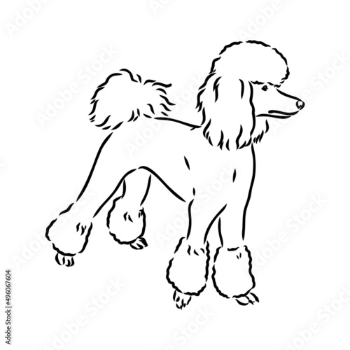 Sketch of poodle. Dog breed. Black outline on transparent background