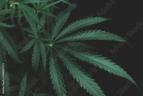 Large leaves of marijuana on a black background. Growing medical cannabis. Hemp CBD, cannabis cultivation, marijuana leaves, light leakage of color tones. soft selective focus