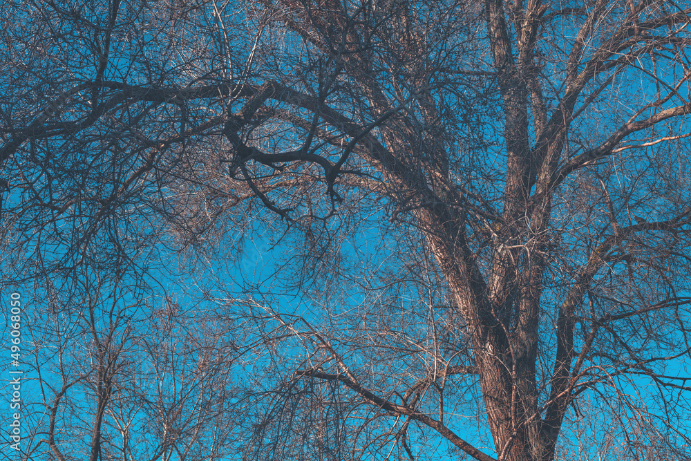 Old tree bare branches against blue sky Old tree bare branches against blue sky