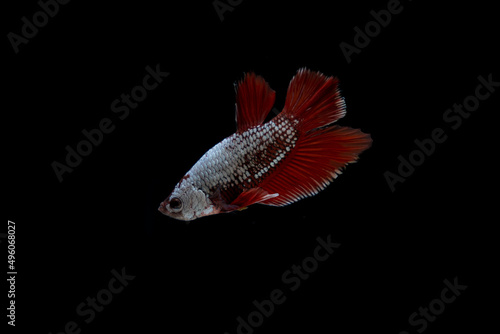 Betta fish Isolated in an aquarium showing their amazing colors with a black background. Red Dragon 