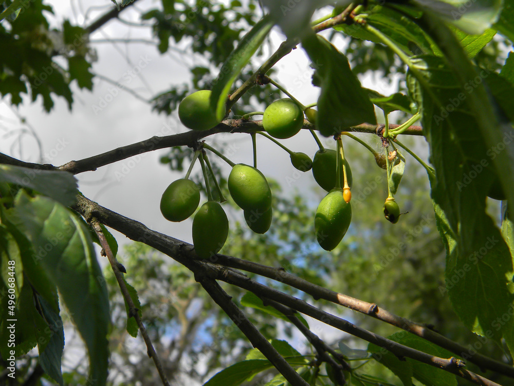 ripe plum fruits on a tree in summer