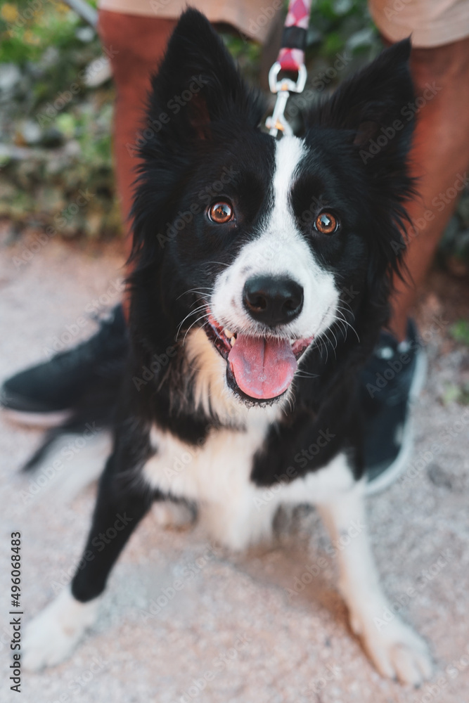 Happy dog looks at the photographer. Young Border Collie poses for a photograph. Love for animals and friendship. Joyful dog on a leash looks at its owner.