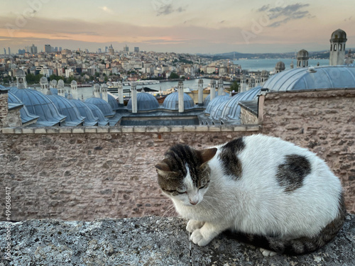 Canvas Print Homeless cat at a viewpoint near the Suleymaniye Mosque in Istanbul, Turkey