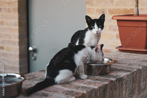 Two stray cats eat on a low wall. Abandoned black and white cats eat food donated by someone. Hunger and poverty. Skinny animals eating from a bowl.