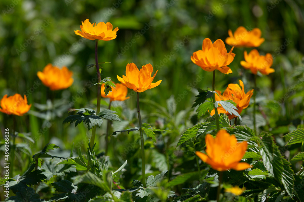 Blooming orange Trollius on the summer