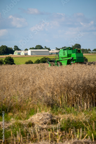 Moissonneuse au travail dans les champs pour la r  colte du bl  .