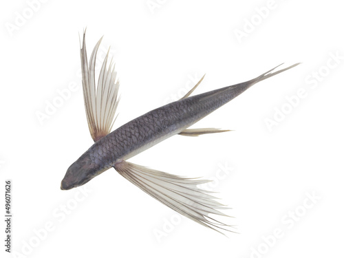 Flying fish isolated on white background