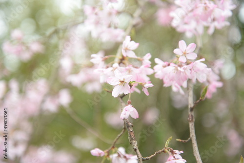 Blurred cherry blossoms in the background