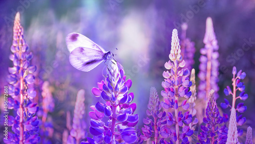 Photography White butterfly among purple lupine flowers with beautiful atmospheric lighting on bright spring summer sunny day in nature, macro
