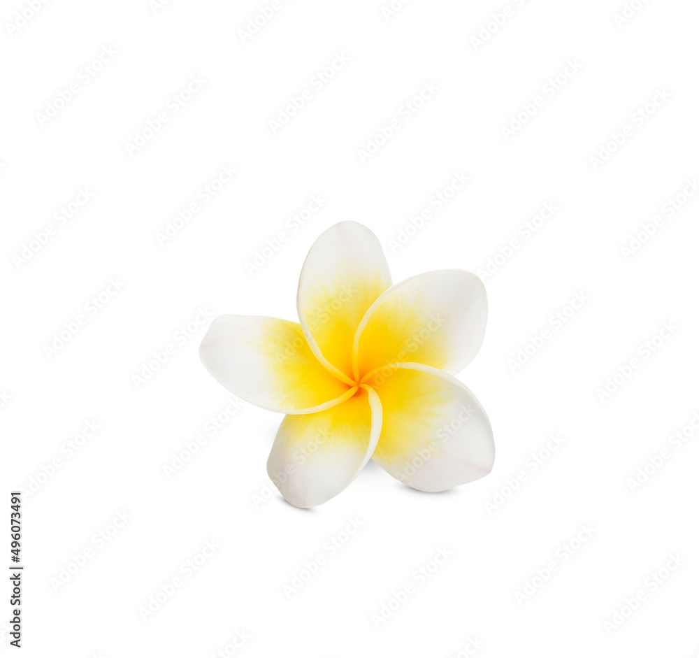 Naklejka premium beautiful white plumeria rubra flower isolated on White background