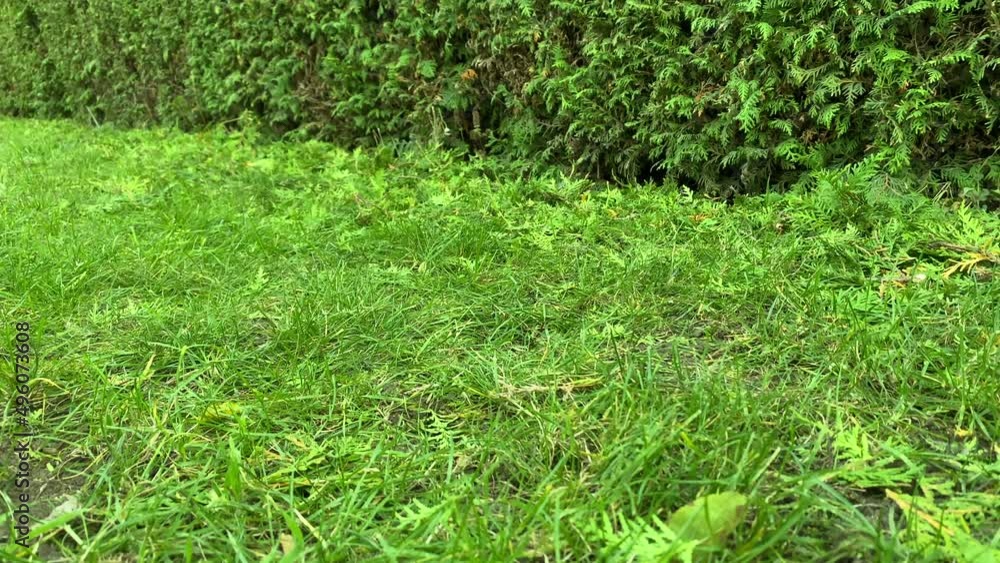 Cleaning garden with long brush Cleaning garden with long brush