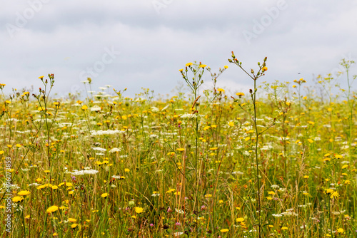 Field with thickets of wild grasses and flowers in summer