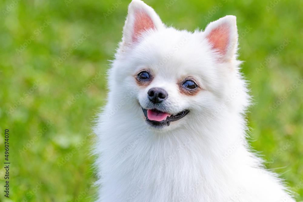 White fluffy dog breed Spitz on a blurred background close up, portrait of a little cute dog