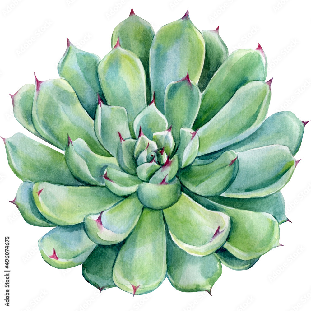 Succulent on isolated white background, watercolor botanical illustration. Succulent on isolated white background, watercolor botanical illustration.