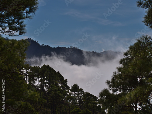View of rising clouds in a forest of Canary Island pine trees (Pinus canariensis) in Tamadaba Natural Park in the mountains of Gran Canaria, Spain. © Timon