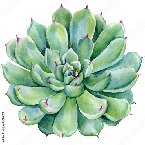 Succulent on isolated white background, watercolor botanical illustration.