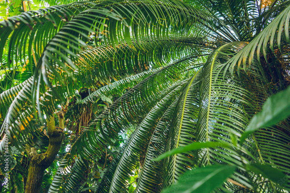 Fototapeta premium Tropical background green leaf plant South America forest jungle palm. The background image is green, the colors of the leaves are perfect for seasonal use.