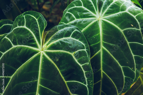 Tropical background green leaf plant South America forest jungle palm. The background image is green  the colors of the leaves are perfect for seasonal use.