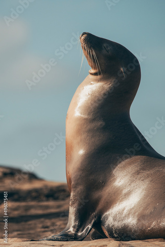 Fotografie sea lion on the beach