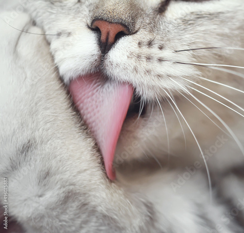 cat licking a paw in macro