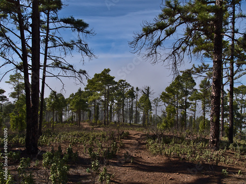 View of hiking path leading through a light forest of Canary Island pine trees (Pinus canariensis) in Tamadaba Natural Park in Gran Canaria, Spain.