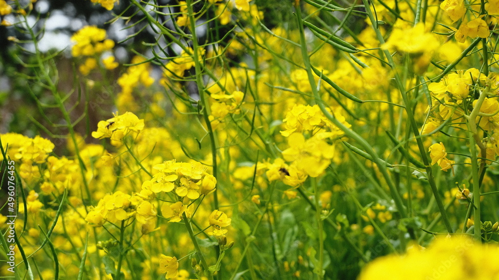 Obraz premium field of yellow flowers