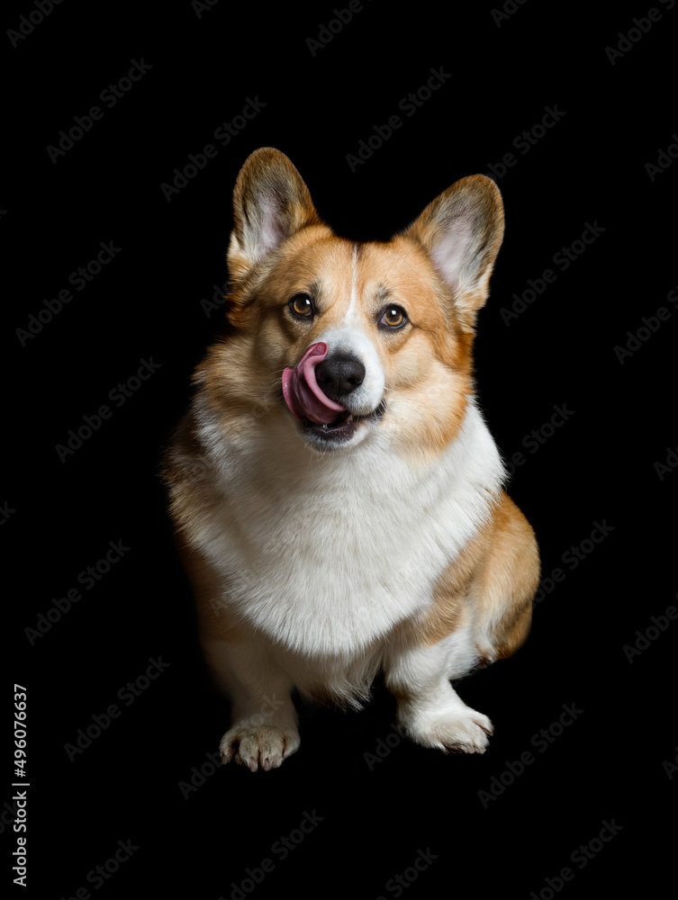 portrait of a pembroke corgi dog on a black background licking his nose portrait of a pembroke corgi dog on a black background licking his nose