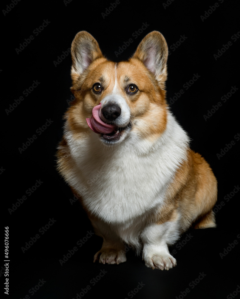 portrait of a pembroke corgi dog on a black background licking his nose portrait of a pembroke corgi dog on a black background licking his nose