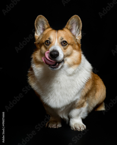 portrait of a pembroke corgi dog on a black background licking his nose