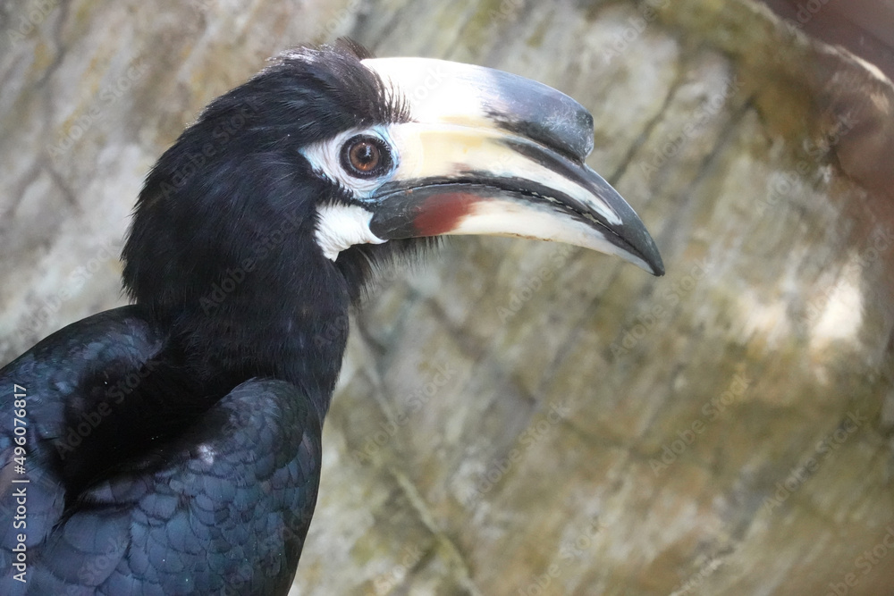 Fototapeta premium Close up Wreathed Hornbill Bird , Rhyticeros undulatus