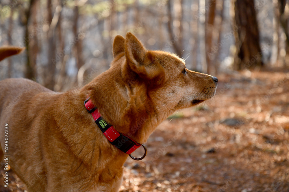 brown dog animal pet nature pretty cute brown dog animal pet nature pretty cute