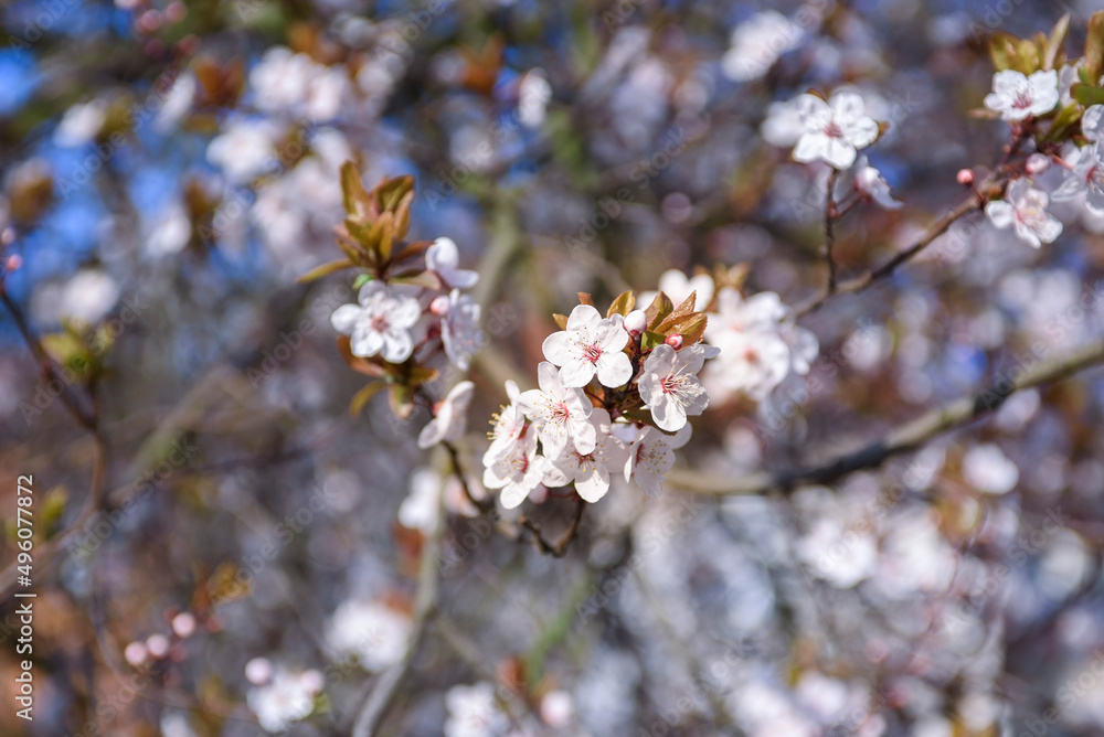 Blooming fruit trees. Blooming cherry flowers close up. spring background. Blooming fruit trees. Blooming cherry flowers close up. spring background.